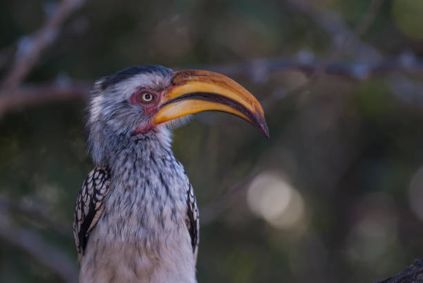 istock Southern yellow billed hornbill 1040662324