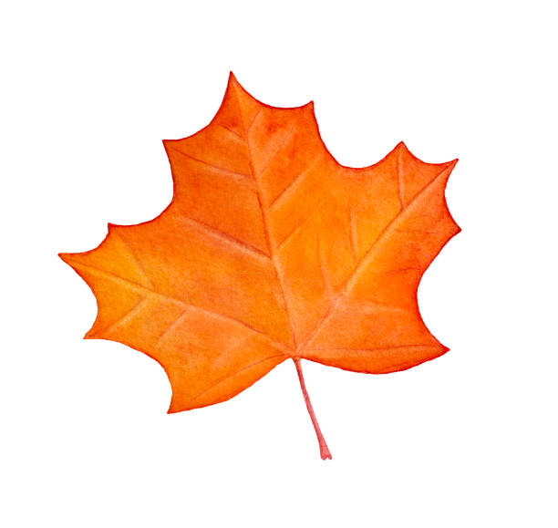 Colorful Drawing Of Decorative Maple Leaf Traditional Autumn Season Symbol  Cute Shape Bright Warm Colour Stock Illustration - Download Image Now -  iStock