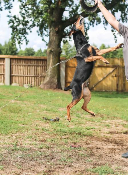 istock training aggressive dog German pinscher. the hunting dog. 1040679084