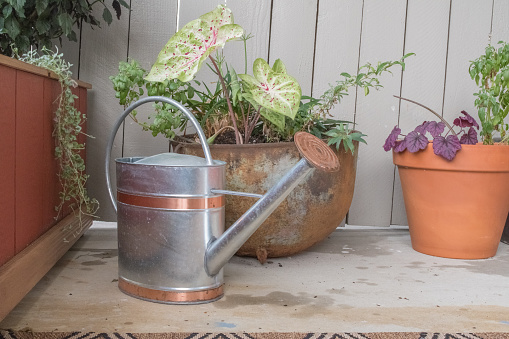A watering can sits next to some freshly watered plants. Worn down by its daily routine it looks rough and used.
