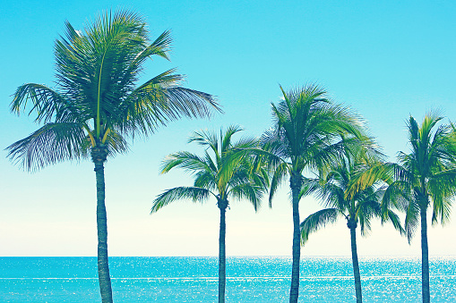 tropical palm trees