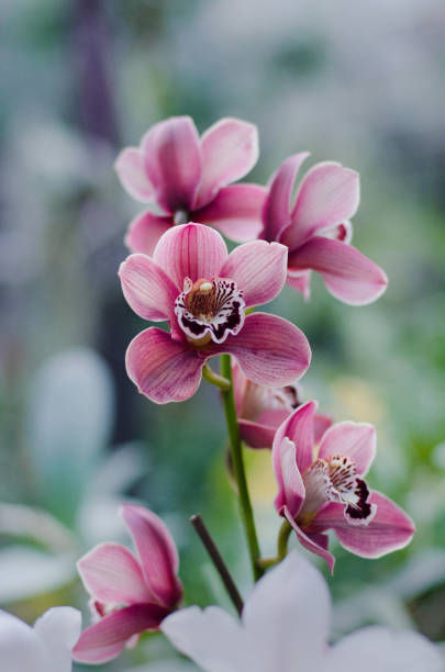istock Orchids close up at botanical garden 1040704992