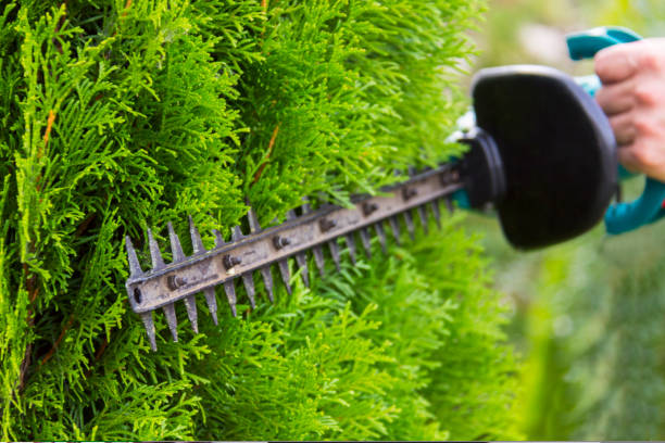 jardinero con herramientas de jardín profesional en el trabajo. plantación de vegetación - tree men nature human hand fotografías e imágenes de stock