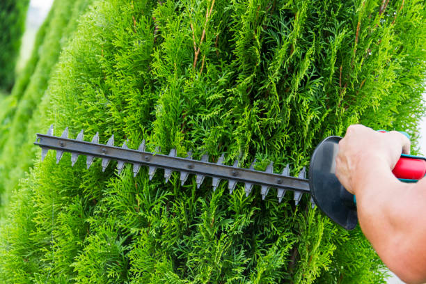 istock Gardener with a professional garden tools at work. planting of greenery 1040705676