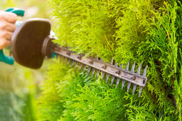istock Gardener with a professional garden tools at work. planting of greenery 1040705690