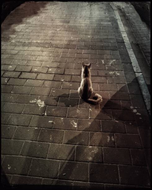 istock Stray cat sitting on the street at night 1040729306