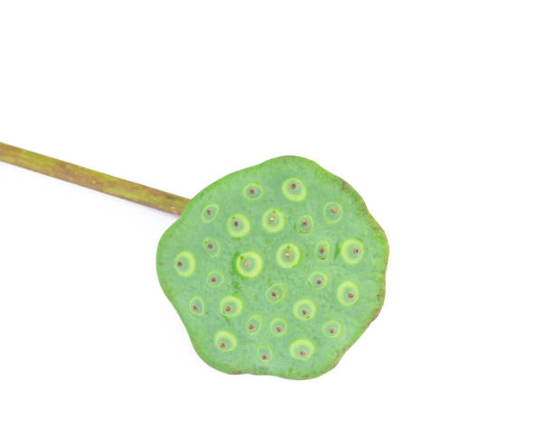 istock Lotus seed Isolated on the white background 1040734660