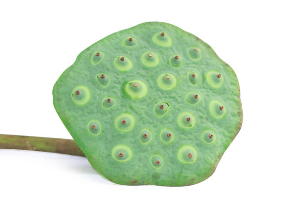 istock Lotus seed Isolated on the white background 1040734754