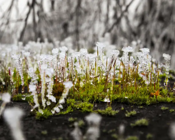 Moss covered in hoar frost