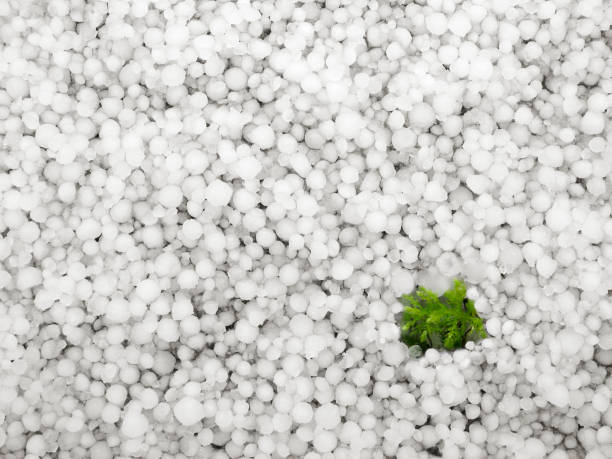Moss in Hail stock photo