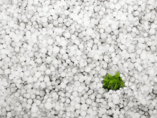 Tiny moss plant pushing through hail