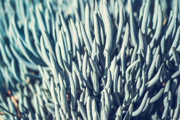 Blue Chalksticks - decorative succulent plant Senecio serpens
