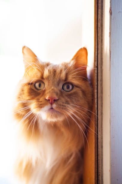 istock Ginger cat at the door portrait 1040766168