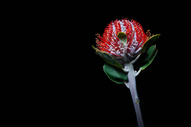 Australian honeysuckle wild flower isolated on black background with copy space