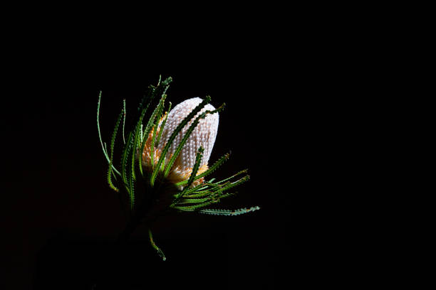 Orange Banksia flower on black background with copy space