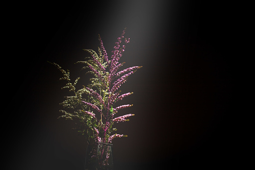 Ray of light shining on bouquet of native Australian flowering plants on black background with copy space