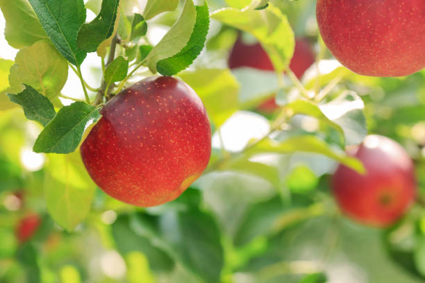 istock Ripe apples in the orchard. 1040766890