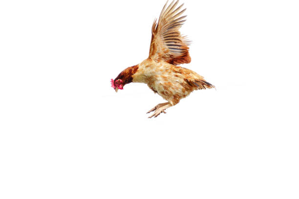 닭 수 탉 공기에 확산 흰색 배경에 파리. - chicken bird close up domestic animals 뉴스 사진 이미지