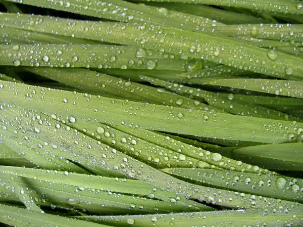 Layered flower fronds with rain droplets