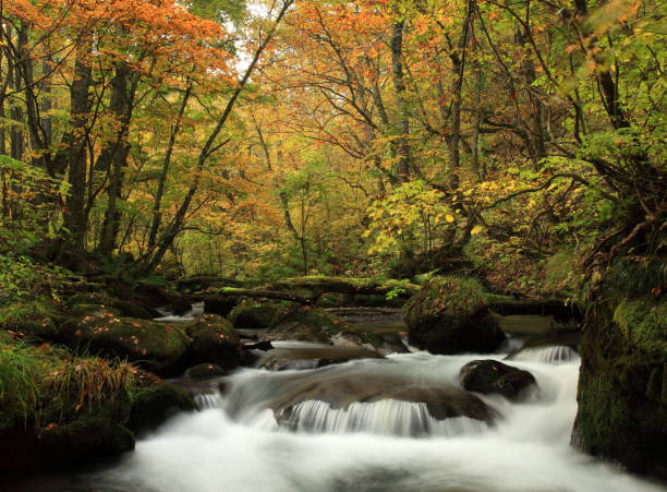 istock Mountain stream of autumn leaves 1040770202