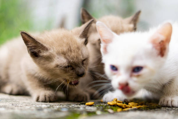 istock Cute little cat playing & eating 1040773550