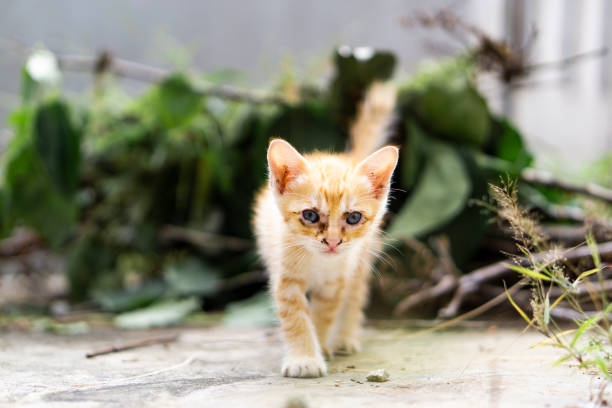 istock Cute little cat playing & eating 1040773750