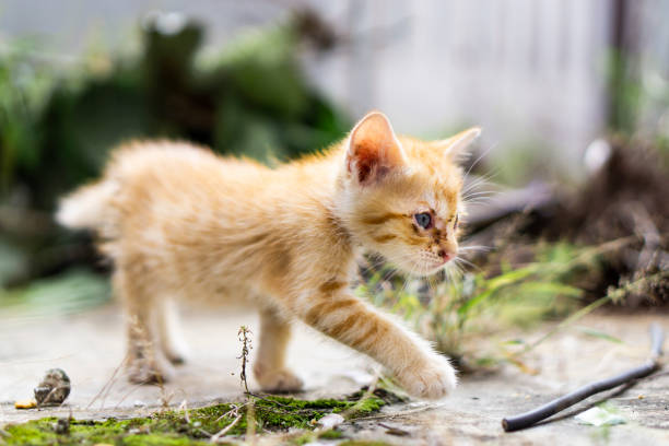 istock Cute little cat playing & eating 1040774050