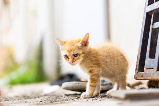 istock Cute little cat playing & eating 1040774182