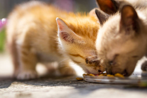 istock Cute little cat playing & eating 1040774190