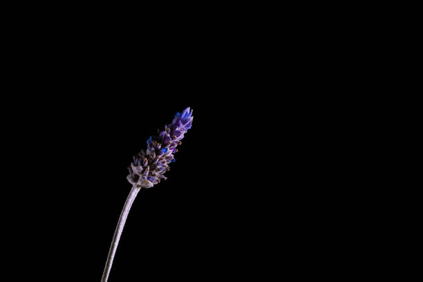 istock Lavender flower glowing on black background 1040774232