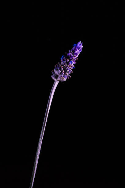 Lavender flower on long stem glowing in the dark with copy space - vertical image