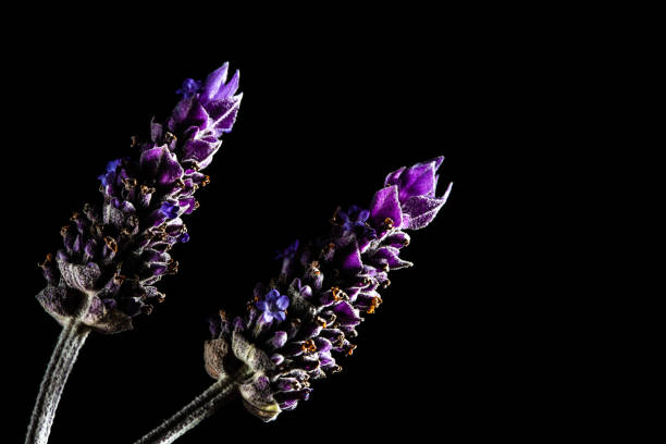 istock Two lavender flowers isolated on black with copy space 1040774242