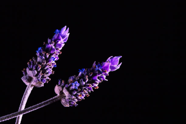 istock Two lavender flowers on black background - studio shot with copy space 1040774266