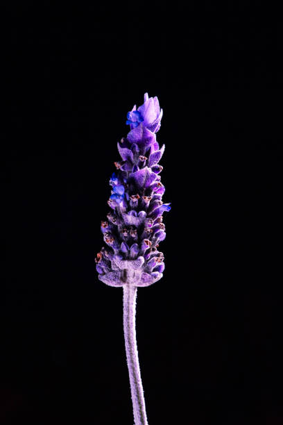 istock Amazing macro image of lavender flower on black background 1040774402