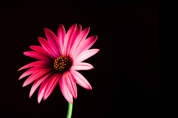 Vivid red glowing African daisy on black with copy space