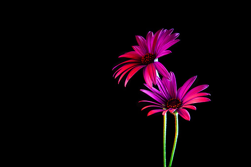 Two beautiful daisies glowing vividly in the dark with copy space
