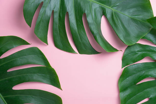 istock Aromatherapy  product  Spa set, flat lay composition.Tropical leaf concept style., massage with pink background. top view.Monstera leaves template, tropical summer fashion background. 1040784250