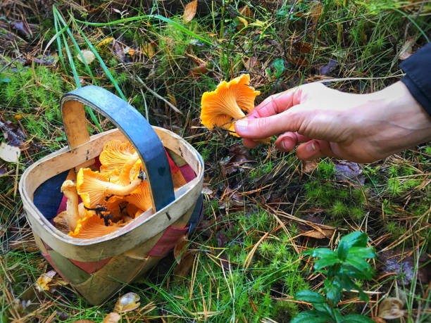 버섯 따기입니다. - chanterelle basket edible mushroom mushroom 뉴스 사진 이미지