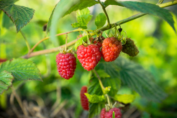 istock Branch with ripe raspberry in the garden 1040785126