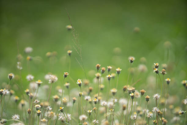 Grass flower and green scape background.