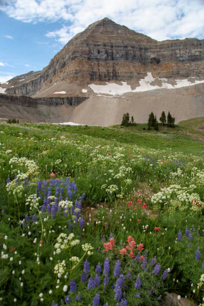 istock wildflowers in front of a mountain peak 1040819718