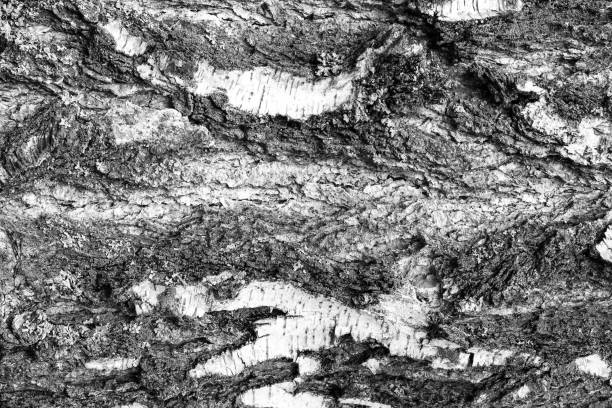 istock The bark of old birch tree texture. 1040831062