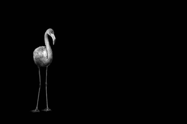 istock flamingo isolated on black background 1040834634