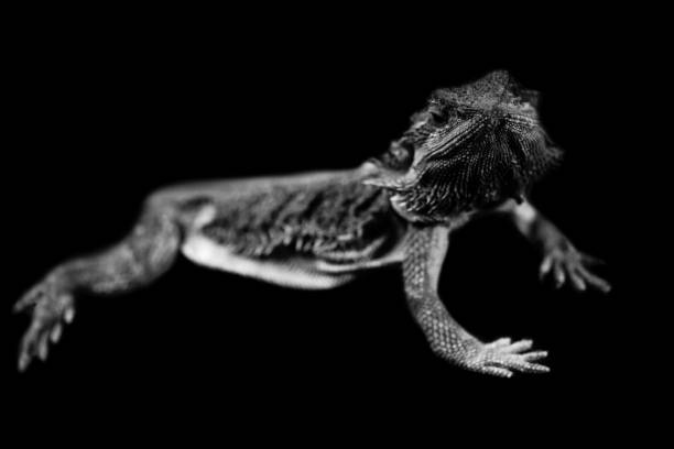 istock pogona lizard isolated on black background 1040837852