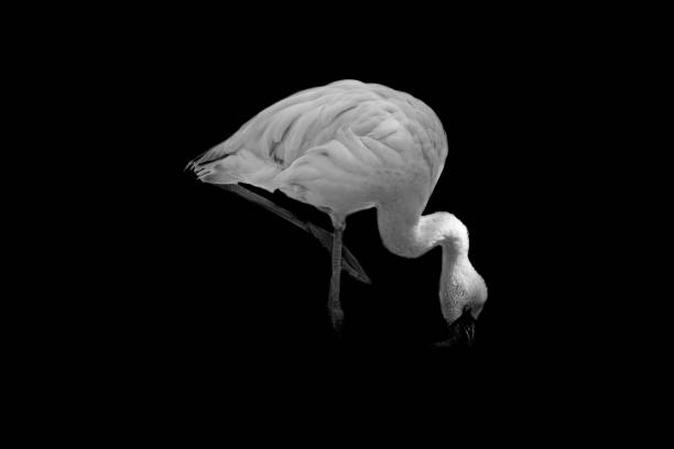 istock flamingo isolated on black background 1040838680