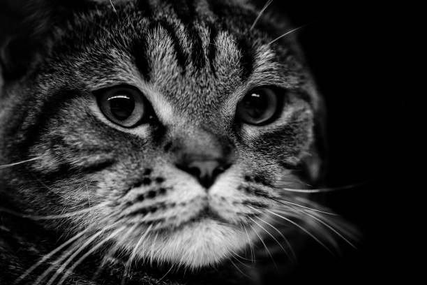 white kitten sitting on a black background