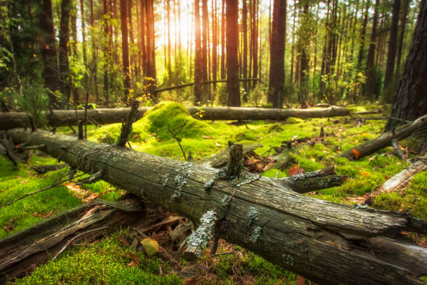 herbstliche waldlandschaft. sonne im schönen wald. boden mit grünem moos bedeckt. alten trockenen baum in grünen wald. erstaunliche wald in der goldenen sonne. - tree sun autumn sunlight stock-fotos und bilder