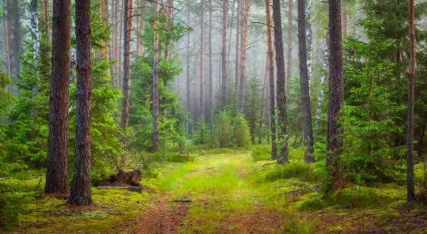 paisaje de bosque natural. bosque verde verano - pino conífera fotos fotografías e imágenes de stock
