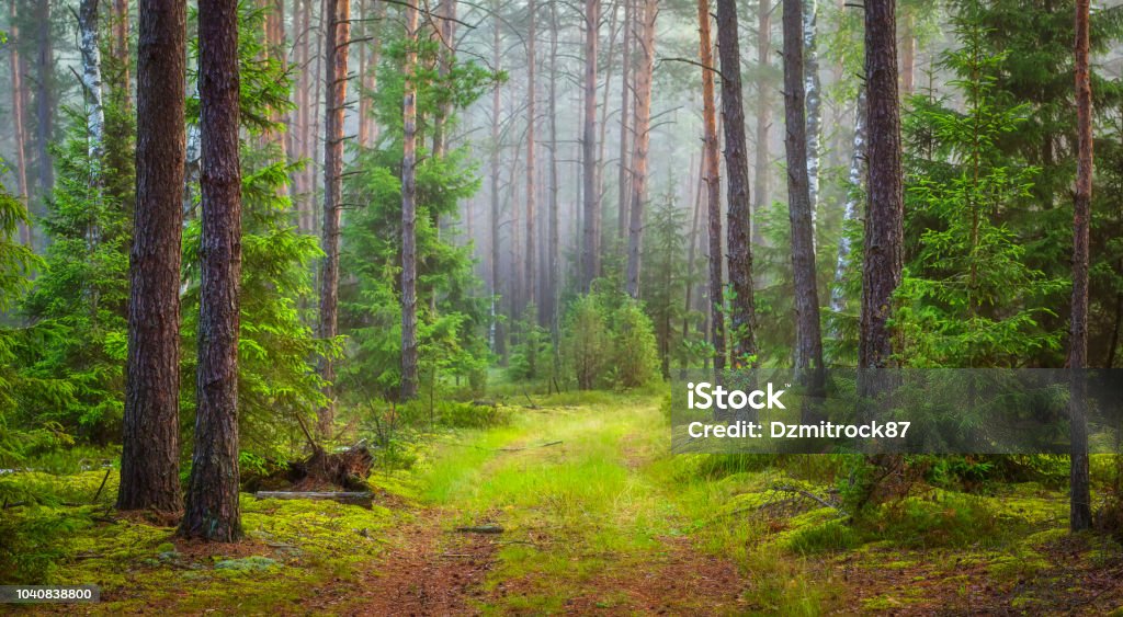 Nature forest landscape. Green summer forest Nature forest landscape. Green summer forest. Forest Stock Photo
