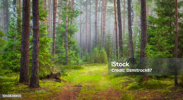 Nature Forest Landscape Green Summer Forest Stock Photo - Download Image Now - Forest, Backgrounds, Nature